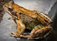 A10 crapaud.jpg